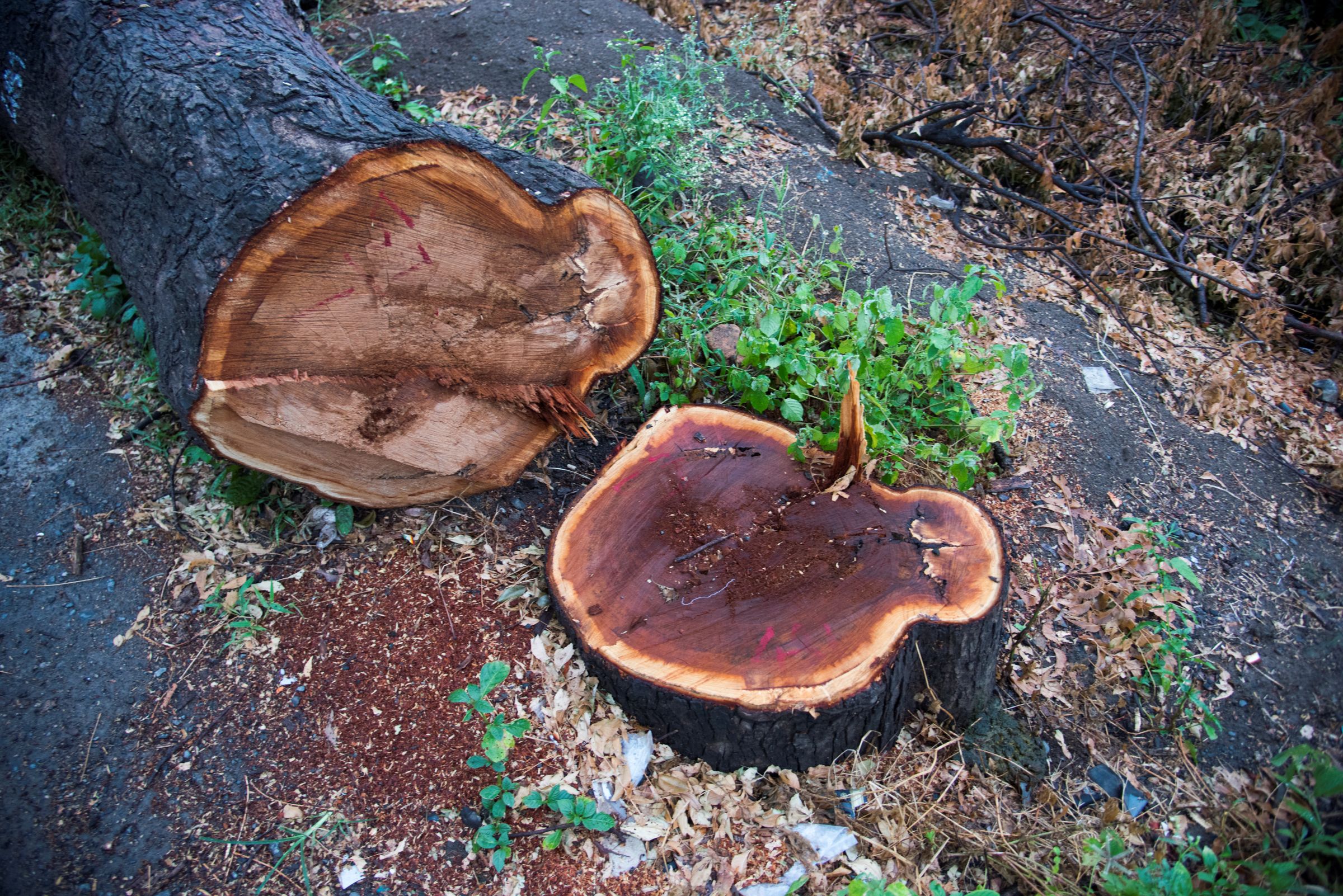 Stump Removal and Grinding